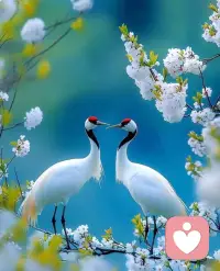 林徽因绝美情话：邂逅一个人，只需片刻，爱上一个人，往往会是一生。萍水相逢随即转身不是过错，刻骨相爱天荒地老也并非完美。在注定的因缘际遇里，我们真的是别无他法。