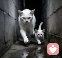 创伤传承是上一辈遭遇的心理创伤没有得到有效疗愈，会通过家庭的互动模式、情感表达习惯、认知观念、行为方式等会无意识的传递给下一代的现象。配图