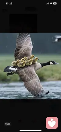 武志红说过一段话，特别醍醐灌顶：“混的最辛苦的一类人，往往不是出身最差的，而是本身没有什么家底，却被要求极度懂事，极度吃苦的孩子。家里明明资源有限，还把孩子教育的脸皮特别薄、特别懂事、不给别人添麻烦。”

你有没有想过，我们口中的“懂事”，其实是一把刀？我们夸一个孩子懂事，背后是什么？是ta不哭不闹，是ta照顾父母的情绪，是ta什么都自己扛。多少人在成年后才明白，那不是优秀，那是被迫退缩。孩子本该有的任性、淘气、“麻烦别人”的权利，全被剥夺了。配图