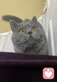 你快睡觉吧！我都困的睁不开眼睛了！这眼睛睁的滴溜圆！
[捂脸]不让上床就在客厅里跑酷。叫唤。配图