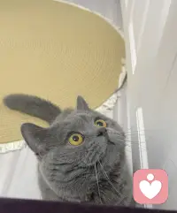 你快睡觉吧！我都困的睁不开眼睛了！这眼睛睁的滴溜圆！
[捂脸]不让上床就在客厅里跑酷。叫唤。配图