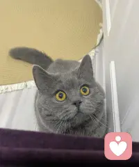 你永远走你的路，
同时允许别人走他们的路就可以了。
但别批判，别责怪，
因为你不知道事情的起因是什么，也不知道它的结果会怎样。
请你记住：你责怪的，将会责怪你；
你批判的，将会变成你自己。
一尼尔：唐纳德沃尔什配图