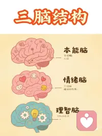 你有三个脑！心理学课堂
我们的大脑其实是由三个部分组成的
分别是爬行脑、情绪脑和理智脑。
它们分别负责不同的功能，
而且是按照进化顺序逐渐形成的。