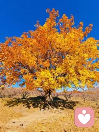 [愛心]心理學中有一個現象叫：心理創傷的代際傳遞，意思就是上一代的心理創傷會無意識地傳遞到下一代。
因為祖父輩們經歷了那些創傷，造成了巨大的心理創傷，內心充滿恐懼、匱乏和自卑，所以性格非常情緒化，對待孩子往往非打即罵，而且過去打孩子打的是非常狠的，而因為上一代自卑，那么在教育孩子的時候，有些就是對孩子抱有很高的期望，有些就是經常跟別的孩子做比較，有些則是干脆就是否定自己的孩子，那么就在這樣打罵、期望、比較、否定的環境下，就成功地把恐懼和自卑傳遞給了下一代。也因為匱乏，在滿足孩子的時候，基本上很難滿足，甚至經常指責孩子的需要，同樣也傳遞了匱乏感。
還有就是成年人越來越多的心理問題，其實所謂心理疾病的本質是人的心理需要長期沒有得到滿足所導致的心理失衡，例如從小安全感需要沒有得到滿足的，內心就是恐懼的，容易出現恐懼癥、強迫癥等，從小沒有得到認可的，經常被否定的就會自卑，而自卑會引發很多心理疾病，諸如社交恐懼癥、焦慮癥、完美主義強迫癥、抑郁癥、雙相情感障礙，從小沒有得到愛的滿足，內心對愛就很匱乏，在經歷一些感情波折后就容易得抑郁癥。配圖