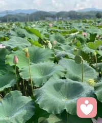 當你的修為越來越高，站在更高的境界來看世界是，你會發現：“這個世界上，沒有好壞，沒有對錯，只是大家處在不同的頻率。允許自己做自己，允許別人做別人，讓花成花，讓樹成樹。”學會關心他人的同時，也尊重他人的選擇和決定。余生不要輕易渡人，不要太介入別人的因果。配圖