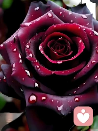 愿你的心情像那清晨的露珠，
晶瑩剔透，
不染塵埃，
永遠保持著最初的純凈與美好。配圖