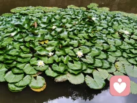 孩子不是你的孩子
愛人不是你的愛人
朋友不是你的朋友
當你能心懷敬畏地看見他們的獨特性當你能心懷慈悲地看見他們的真實本質當你能心懷柔情地看見自己的圓滿具足真愛就發生了配圖