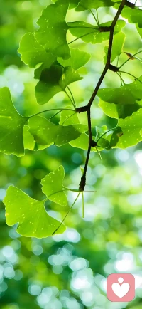 漫步林間，
每一片落葉都似在低語，
訴說著歲月的故事，
心情悠然自得。配圖