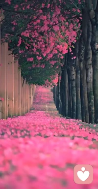 歲月靜好，現世安穩，愿你能夠在歲月的長河中，找到那一份屬于自己的寧靜與和諧。配圖