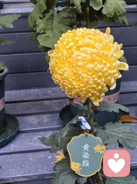 ?? 什么是社會(huì)時(shí)鐘？
社會(huì)對(duì)特定年齡“應(yīng)該完成何事”的隱形期待：
? 23歲畢業(yè) → 26歲穩(wěn)定 → 30歲前結(jié)婚生子...
這些看似合理的時(shí)間表，正成為許多人的壓力源。

?? 三個(gè)重要認(rèn)知

時(shí)區(qū)差異法則

有人22歲畢業(yè)，等了5年才找到工作

有人28歲才畢業(yè)，立即獲得理想職位

每個(gè)人都有自己的發(fā)展時(shí)區(qū)

花期不同原理

春蘭秋菊，各應(yīng)其時(shí)

早成未必持久，晚熟亦可精彩

路徑多樣性

直線是捷徑，曲線是風(fēng)景

人生不是標(biāo)準(zhǔn)化生產(chǎn)線

?? 緩解時(shí)鐘焦慮的三個(gè)方法

區(qū)分“他人期待”與“自我需求”

列出真正重要的個(gè)人目標(biāo)

劃掉那些“別人覺得你應(yīng)該”的條目

建立個(gè)人里程碑

按自己的節(jié)奏設(shè)定階段性目標(biāo)

慶祝每個(gè)“微小進(jìn)步”

重構(gòu)時(shí)間觀念

把“我已經(jīng)落后了”改為

“我正在走自己的特色路線”

?? 今日安心練習(xí)
對(duì)自己說這三句話：
? 我的生命有自己的節(jié)律
? 比較是焦慮的始作俑者
? 真正的成熟是找到自己的步調(diào)

人生不是即時(shí)戰(zhàn)略游戲，沒有統(tǒng)一通關(guān)時(shí)間。
重要的是你正在走向讓自己發(fā)光的方向。

愿今天你能放下對(duì)比，在自己時(shí)區(qū)里從容前行！??配圖