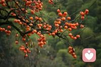 身邊有一位朋友說，最近她和丈夫就教育女兒的問題產生了很大的分歧。女兒今年剛上初一，她所選擇的這所私立學校有很豐富的校園活動，又是辯論賽，又是話劇賽。女兒性格活潑，非常熱衷于這些活動，為了組織各種表演廢寢忘食，朋友非常擔心長此以往，孩子的成績受到影響。這次的話劇比賽，女兒和同學們忙碌了將近一個月的時間，卻沒有取得很好的名次。朋友覺得這是一個機會，于是語重心長地對女兒說，你看你付出了這么多，最后什么獎也沒有得到，如果把這些功夫花在學習上，也不至于白費功夫。女兒聽了他的話，非常生氣，不愿意再和他溝通。沒想到丈夫也站在女兒這一邊，說她目光短淺。朋友說，中招考試不考，辯論賽也不考試話劇把精力放在這些事情上，不是抓了芝麻丟了西瓜嗎？我給這位朋友講了一個故事，說國外呢，有一個攝制組想拍一部反映中國農民生活的紀錄片。他們來到了中國的農村，找到了一位種柿子的農民，說要買1000個柿子，但是必須要現摘的，新鮮的，而且還要他們演示一下儲存的過程。價格是1000個式子20美元。士農很高興同意了他們的要求。他又找來了一個幫手，一個人爬到的柿子樹上，用綁著彎鉤的長桿兒看準了長得好的柿子，用力一擰，柿子就掉了下來。下面的人手腳飛快地把柿子撿到竹筐里。兩個人一邊干活兒，一邊高聲大嗓地拉著家常。在旁邊的外國人覺得這些場景都非常有生活氣息，用攝像機記錄下來，又拍了他們儲存柿子的過程。工作結束后，劇組付了錢準備離開，收了錢的士農卻一把拉住他們，說，你們怎么不把買的柿子帶走呢？劇組的人說不好帶，也不需要帶。他們買柿子的目的已經達到了，這些柿子還是請他們自己留著吧。天底下怎么可能有這么便宜的事情呢？士農想不通這個道理，那位士農不知道，他的1000個士子雖然原封不動地留在了原地，在拍攝者眼中，他的那些柿子并不值錢，值錢的是他們那種獨特有趣的采摘。儲存柿子的生產生活方式。在我的這位朋友眼中，孩子花了大量的時間組織校園文化活動是一種浪費，不如把時間用來學習。其實，在一個中學生的成長中，學習是重要的，但卻不是唯一的。一個人的發展應該是全方位的組織校園文化活動對一個人的協調能力，團隊精神都是很好的鍛煉。有了這個過程，結局如何并沒有那么重要。他和學習也并不對立，強調讓孩子好好學習沒有錯，但是不必去打消他熱心校園活動的積極性。從長遠看，時間用在這些活動上，未必就不如用在學習上。配圖