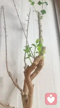 今天主题—生命力配图