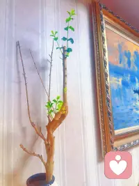 今天主题—生命力配图