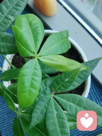 對于那些知道很多道理但是沒有真正去行動的人而言，認知是極大的障礙。認知的維度越高，越容易滋長小我的傲慢。配圖