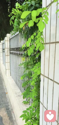 喜歡這抹綠意，安安靜靜地做自己。配圖