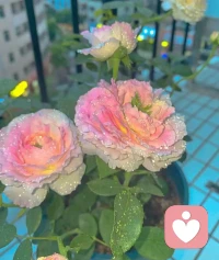 感謝大家的支持?，接單時間如下：周一到周五上午9點～12點，晚上21點～0點 ，周六到周日晚上21點～0點，備注：不接配合，謝謝理解??配圖