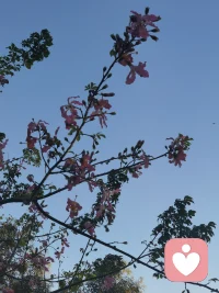 ?治愈青春期的良藥就是時間的流逝，是人逐漸成熟的過程。這過程不能被催促或減緩。青春期的各種折騰是成熟的青少年時期，而非過早的成為成熟的成年人。作為父母的我們即要能滿足孩子的依賴， 也要滿足孩子走向獨立的需求配圖