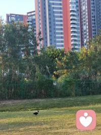 用心體驗(yàn)生命，帶著感恩和喜悅，正念正行，借事煉心，無所懼——相信一切是最好的安排配圖