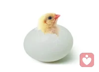 叛逆，不就是突破束縛，尋求獨立，謀求廣闊天地的破殼行動嗎？配圖