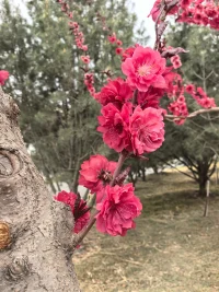 我想成为什么样子，远比我是什么样子重要的多！未来将来，过去已逝，去努力就好了，管它是什么起点！西藏解放，一夜之间由农奴社会进入了社会主义社会。你也可以变得很好，只要你愿意，你努力。配图