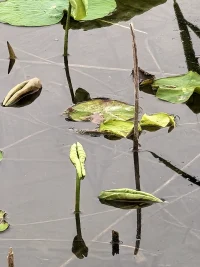 躺平是休息，是積累能量，但并不會必然帶來改變。改變就要打破原有循環(huán)，從引入新的信息開始。