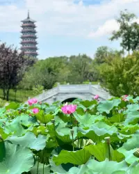 吊橋效應——在某個特定的瞬間，我們可能會對平日里毫無感覺的人突然產生心動。這種心動往往源于我們身處的環境——比如一座搖晃的吊橋。在相對危險的環境中，我們的生理反應會讓我們誤將身邊的人視為心動對象。英雄救美之所以常常成為愛情的催化劑，正是因為這種效應在起作用。配圖
