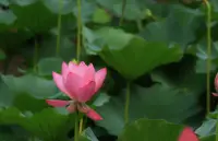 愛情是風花雪月，婚姻是柴米油鹽；愛情是心跳加速，婚姻是心安理得。?配圖