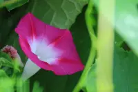 ?人類最深刻的痛苦，是覺得自己不配被愛?——阿德勒配圖