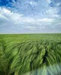 遲來的深情比草賤，說的可能就是當一個人徹底放下之后，很難再重新愛上。被傷害的傷口不會忘記配圖