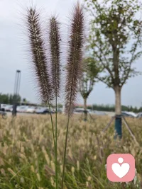 焦慮與抑郁的淵藪，潛藏于大腦結構的悄然改變。杏仁核的過度活躍，似脫韁野馬，肆意攪動情緒的風暴；額葉功能受抑制，宛如被縛的智者，無力制衡。
正念冥想，讓過度活躍的杏仁核漸趨平和；認知訓練，激活額葉。于舒緩音樂中，舒緩杏仁核的緊繃；運動鍛煉，喚醒額葉的靈動。改變焦慮和抑郁。
早上好！配圖