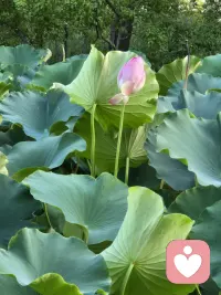 有些事你做不成，那是在保護你。
別抱怨，別生氣，世間萬物都是有定數(shù)的，
得到未必是福，失去未必是禍。

《菜根譚》說：“天欲禍人，必先以微福以驕之，所以福來不必喜，要看他會受；天欲福人，必先以微禍以儆之，所以禍來不必憂，要看他會救。”

所以，不管人生是得，是失，都要相信，一切都是最好的安排。配圖