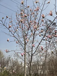 春天来了，玉兰花开。
有什么放不下，都会随着冬的结束而飘去。
有什么想不开，都会随着春的到来而消散。
好好享受春天。配图