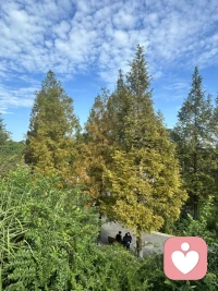 秋水長(zhǎng)天，一色金黃配圖