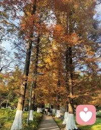 歲月靜花，時光未老配圖