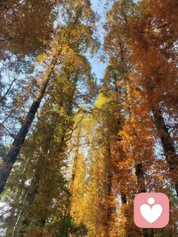 歲月靜花，時光未老配圖