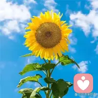 人生啊，誰也活不出別人眼中的樣子，做好我們自己！但行好事，莫問前程，靜待花開??配圖