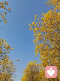 走著走著，秋天就到了。
人生總有太多來不及，
時間走的太快，一眨眼就是一天，
一回頭就是一年，一轉身就是一輩子。
那些曾經的日子，
委屈也好，開心也罷，都成為過去，
往前走，別回頭。一葉落，天下秋。
一個轉身，夏天就成了故事。
一次回眸，秋天就成了風景。
愿接下來的日子，
平安，健康，順利，好運。
愿一切美好，都不期而遇。配圖