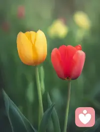 創傷不是一場競賽，所有的創傷都應該得到認可和療愈。你的痛苦值得被看見。配圖