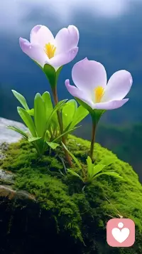 當我真正開始愛自己，
我才懂得，
把自己的愿望強加于人，
是多么的無禮，
就算我知道，
時機并不成熟，
那人也還沒有做好準備，
就算那個人就是我自己。
今天我明白了，
這叫做「尊重」。配圖