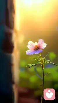 日子流轉，
輕盈而緩慢，
仿佛暖陽下的微風，
帶著無盡的溫柔。
熙熙攘攘的世界里，
不斷奔波勞碌的你，
可想尋一處心靈的慰藉？配圖