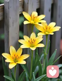 當(dāng)你聽到“你總是那么特別”、“和你在一起時，時間過得特別快”以及“如果有什么需要幫忙的，盡管告訴我”這些暗語時，不妨用心去感受它們背后的深意。配圖