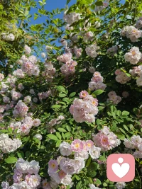 💗这个世界很吵，每个人都在匆忙赶路，很少有人愿意静下心来，认真听一听你藏在心底的难过。那些说不出口的委屈，深夜辗转的焦虑，无人理解的孤独，都不是矫情，而是心灵发出的求救。被倾听，被理解，被温柔对待，是每个人与生俱来的渴望。配图