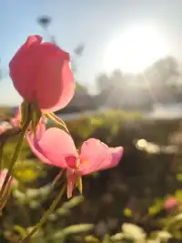 家庭是社会的缩影， 个人是家庭的浓缩。配图