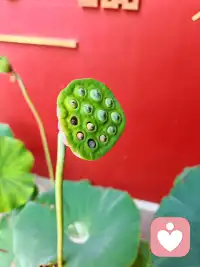 那些你强烈欣赏和爱慕的人，其实是你无意识中瞥见了本可以成为的自己。