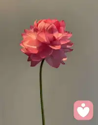 我们常常把爱理解成“被爱”。
男人追求成功，女人追求美丽，以为变得“可爱”就会有人来爱。
可我们忽略了自己到底有没有爱人的能力。配图