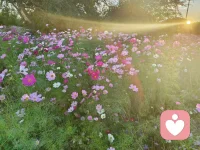 積極心態的人，看到的事物都是美好的，做事情努力完成！消極的人，看到什么都提不起興趣，做任何事都覺得自己不行！即使成功也會覺得不真實！配圖