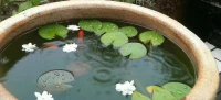 人生是一个修行的道场，要么循环沉沦，要么浴火重生。








我们总以为是周围的环境周围的人让我们快乐或不快乐，我们觉得换一个环境，问题就会自动解决，但如果我们看待事物和应对问题的方式不改变，如果我们忘记了我们的本性，那么无论在哪里都迟早会跌回旧有的习惯和无尽的痛苦里。