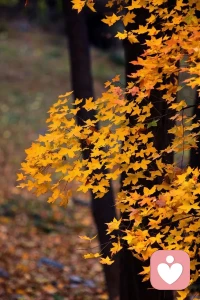 北風往復幾寒涼，疏木搖空半綠黃。配圖