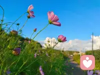 有人說生命始于40歲，也有人說是50歲，其實都不對，生命應該始于，你不再取悅圍觀者的那一天。當你遵從內心，勇敢丟掉人群中的假面，即使一個人，也能把日子過得精彩紛呈。上午好[愉快]配圖