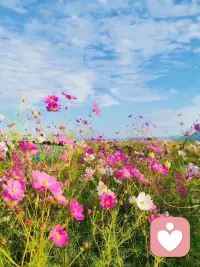 真正的生活滋味在于懂得享受當下，珍惜身邊的人和事。當你從未迷失自己的初心時，身邊的最簡單也會是你的最快樂。上午好[愉快]朋友配圖